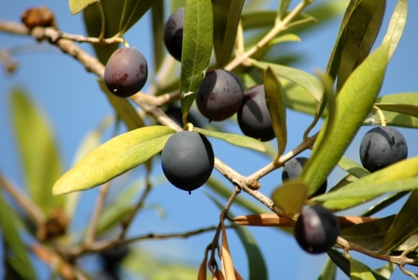 Olio d'oliva prodotto da noi